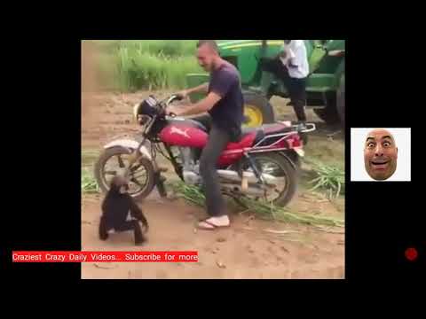 funny-baby-monkey-throwing-tantrum-when-told-to-get-down-from-motorbike
