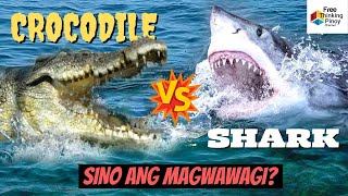 SHARK VS CROCODILE | SINO ANG MANANALO SA LABANAN NG BUWAYA AT PATING screenshot 2