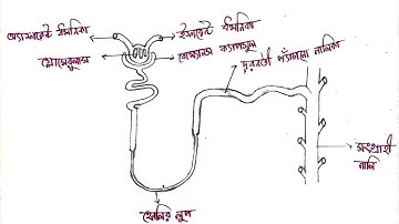 How to draw Nephron Diagram with label step by step || Nephron Diagram CBSE || #biology #nephronsctg