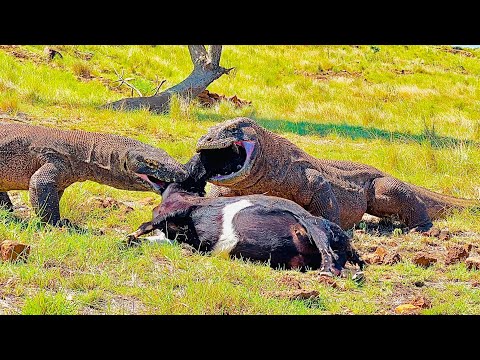 Big Komodo Catches Super Big Male Goat