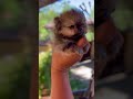 🐕ADORABLE PUPPY!!!! 🐶🐾 #SHORTS #puppies #animalshorts