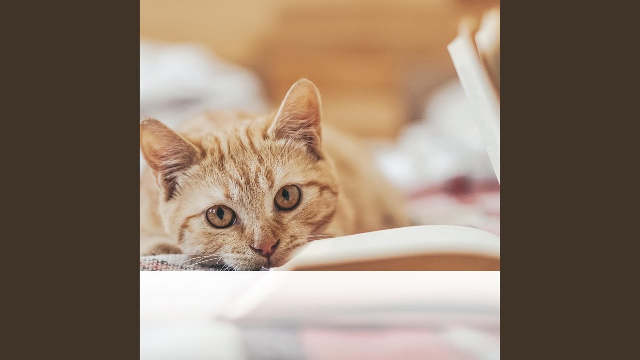 A Story of Delicate Chimes