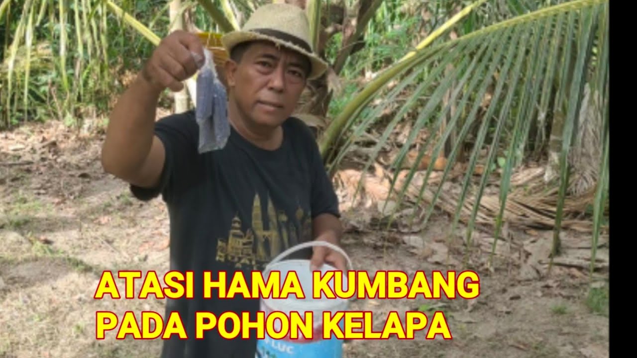 CARA MEMBERANTAS HAMA KUMBANG PENGGEREK  PADA TANAMAN KELAPA