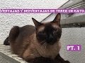 Ventajas y Desventajas De Tener Un Gato (Experiencia Personal) PT. 1 - SiamCatChannel