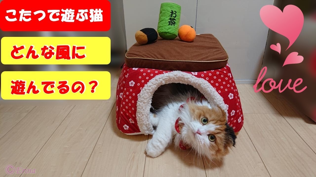 猫川柳 23 無邪気な 5 こたつ遊びに 7 癒される 5 猫のお気に入りのこたつ Cat S Favorite Kotatsu Youtube
