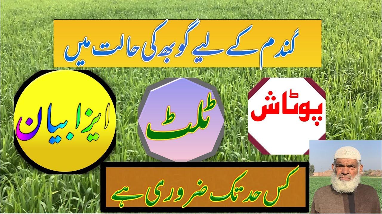 Use of Potash ,Tilt and Isabion in Wheat Crop at booting stage