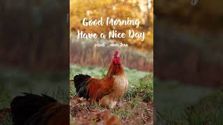 Good Morning*Have a Nice Day GIF=MySimplePleasure =