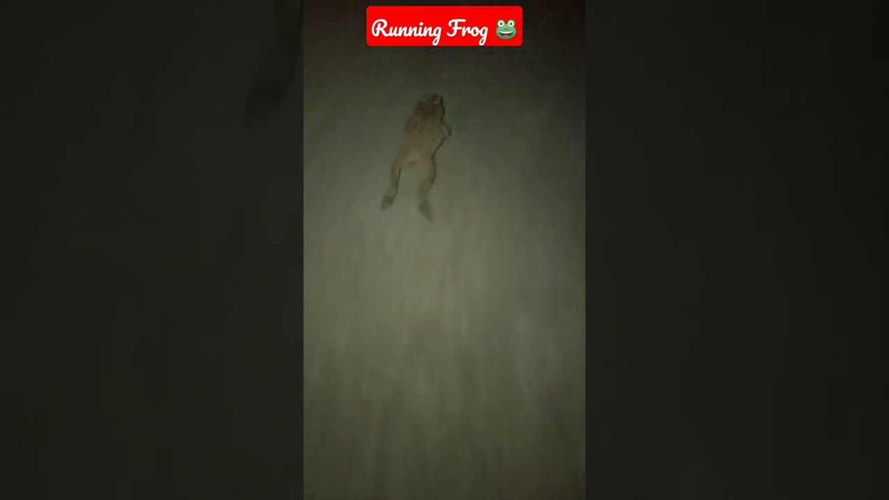 RUNNING frog 🐸 