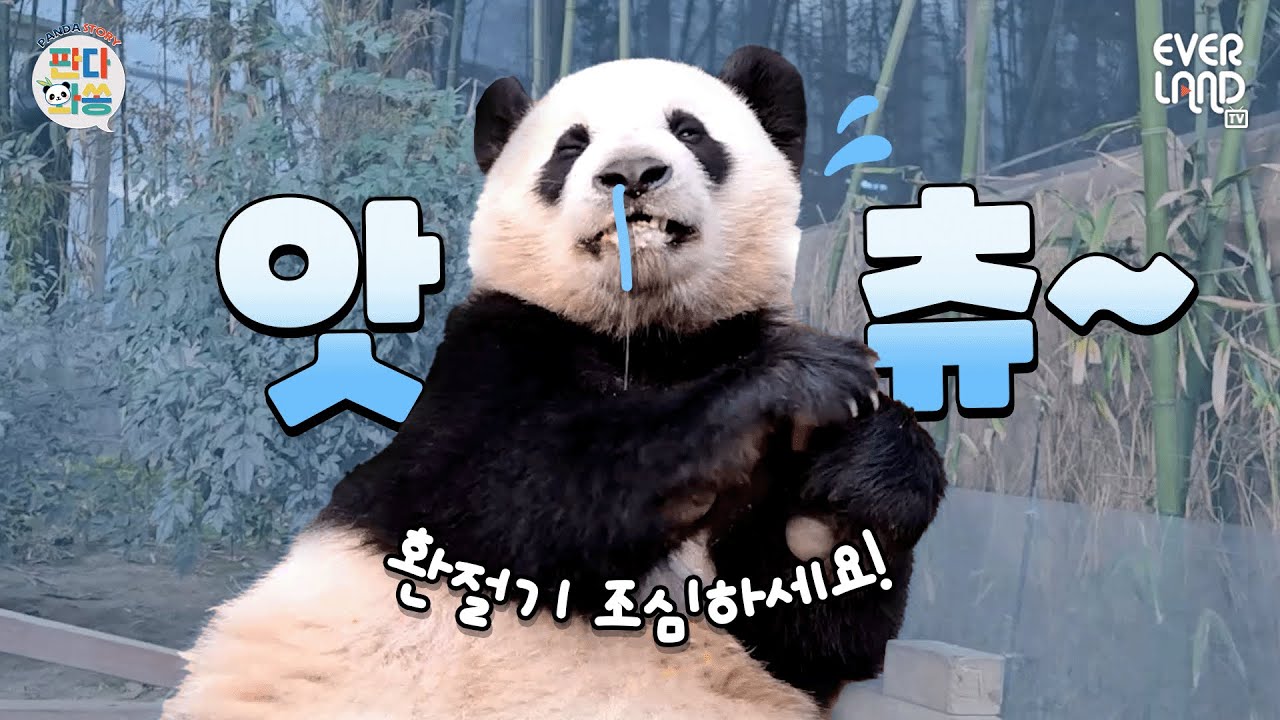 [ENG]앗! 츄~🤧 이건 감기가 아니라 워토우 때문이라고요!｜#판다와쏭 #196