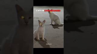 Cats in Sync Moments 💀 | #cat #animals #shorts