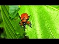 Apoderus Coryli – The Hazel Leaf‑Roller’s Gentle Journey