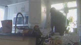 Video shows 'Spiderman from Hell' accused of 7 burglaries