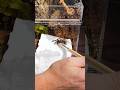 DONT FORGET! Use my affiliate code 8PAWS10 to save 10% at 8pawstarantulas.com #tarantula #spider