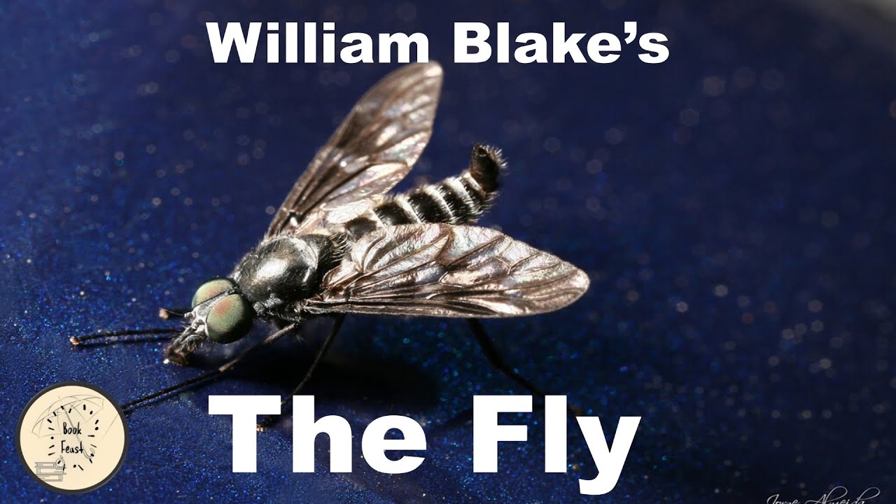 The Fly | William  Blake | poem | Explained in Tamil