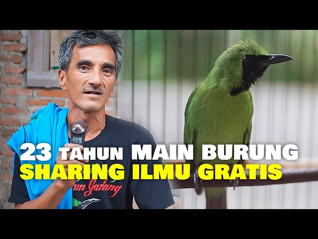 23 tahun MAIN BURUNG !! BAPAK INI SHARING ILMU CUCAK IJO GRATIS class=