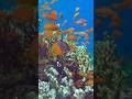 Sea Goldie .  #fish #seagoldie #snorkeling #shorts #underwater #sea #vitaliy6447 #egypt #marsaalam