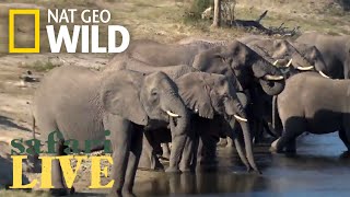 Safari Live - Day 165 | Nat Geo Wild