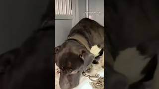 Uratowany przez Dioz podczas akcji mrozy 🐾 #newlife #home #dog #shorts