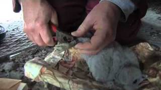 Peregrine Falcon