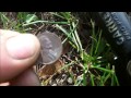 #3 Metal detecting my local park near the lake shore wheat penny madness.  Quarter coin spill..