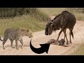 Cheetah Attacks On Just Born Wildebeest Calf In Masai Mara National Reserve @Animal Lover Ranu