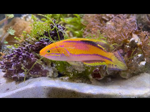 海水魚鑑賞　備品いろいろ（全品購入の方募集） 海水魚鑑賞 備品いろいろ（全品購入の方募集） 海水魚｜ウェブ通販｜