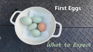 First Eggs from Young Chickens