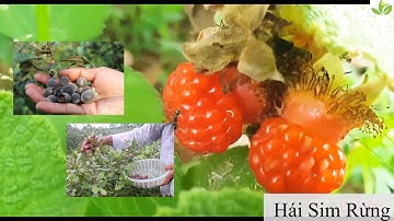 Mùa Sim Chín, Lên Núi Đi Hái Sim Rừng về Ngâm Rượu