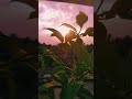 Random Clips 👀👀 Cinematic Video Edit. ❤️ Capcut pro Eidting 🌸👀Subscribe subscribe #capcuttutorial