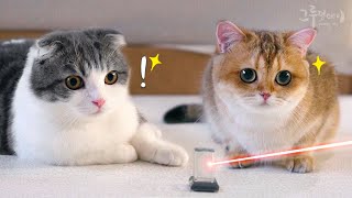 funny Cats vs Lasers