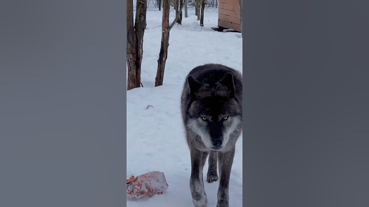 Канадский ВОЛК Акела 🐺💥