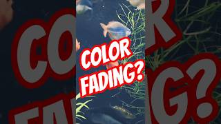The Cause Of Fish Color Loss