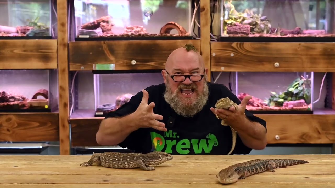 Meet the Lizards! 🦎 Start Your Reptile Journey with Mr. Drew