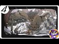 Winter burrow capitulo #4 el búho se lleva a tía abuela nooooooo 