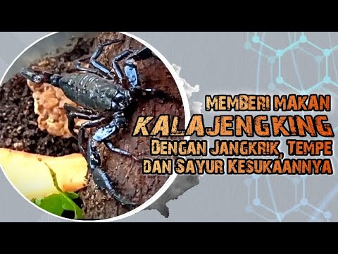 Video: Bagaimana Kala Jengking Mendapat Makanan?