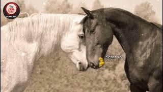 Islamic Nasheed | Muhammed Al Omary-Yunadi Fuadi | Turkish Subtitles