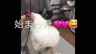 トリミング☺️初回限定50%オフ 来ないと損✨✨✨✨