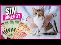 ¡Sin dinero para el veterinario! Tips y estrategias