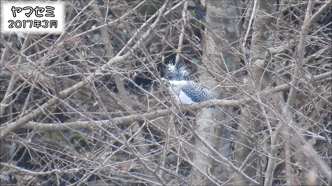 野鳥雨靴 ヤマセミ Crested Kingfisher (Megaceryle lugubris)
