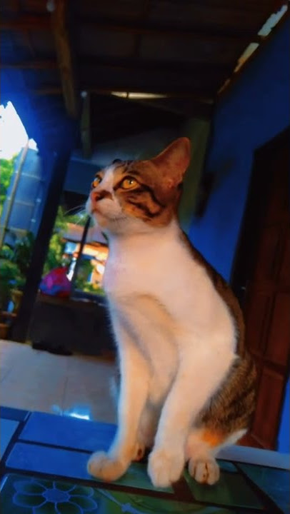 Story WA Mentahan Kucing #shorts #short