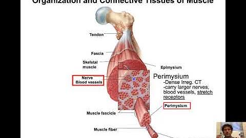 NAU BIO 201 - Lecture 19 - Intro to Muscles