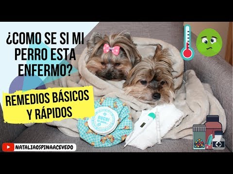 Vídeo: Com Cuidar Un Cadell Yorkshire Terrier