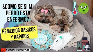 3 Remedios rápidos y básicos que debo saber cuando tengo un perroTips by Natalia Ospina