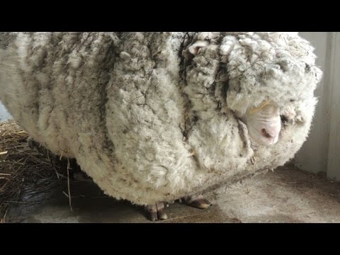 Vidéo: Expériences D'apprentissage: La Tonte Des Moutons Dans L'outback Australien - Réseau Matador