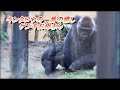 【Western Gorilla】キンタロウがゲンキさんにくっついてる姿に心温まります。It's heartwarming to see Kintaro sticking with Genki.