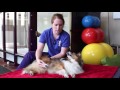 How to do Passive Range of Motion Exercises with Pets