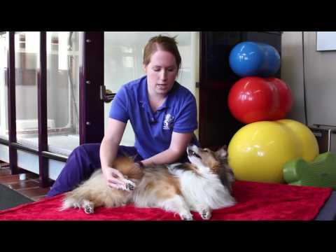 How to do Passive Range of Motion Exercises with Pets