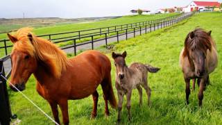 Rondo Veneziano - Serenata Veneziana - ICELAND 1