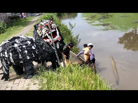 ngejjak can macanan singo barong golek iwak di pinggir kali #barongan