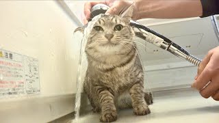 Cats that love to shampoo